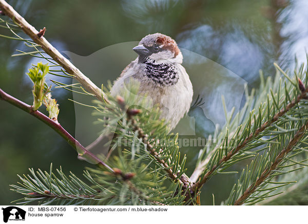 Haussperling / house sparrow / MBS-07456