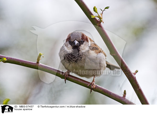 house sparrow / MBS-07457