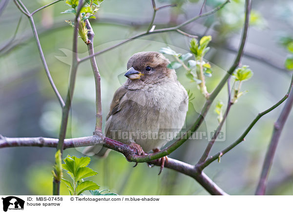 Haussperling / house sparrow / MBS-07458