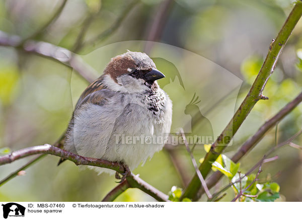 Haussperling / house sparrow / MBS-07460