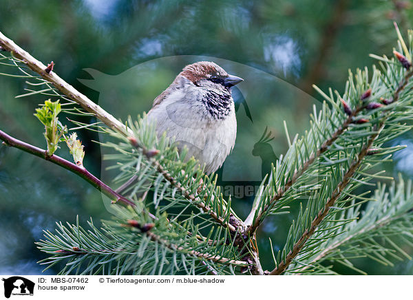 Haussperling / house sparrow / MBS-07462