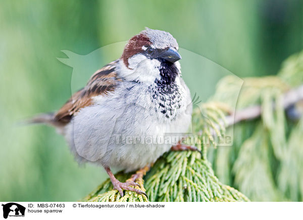 Haussperling / house sparrow / MBS-07463