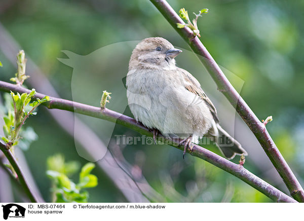 Haussperling / house sparrow / MBS-07464