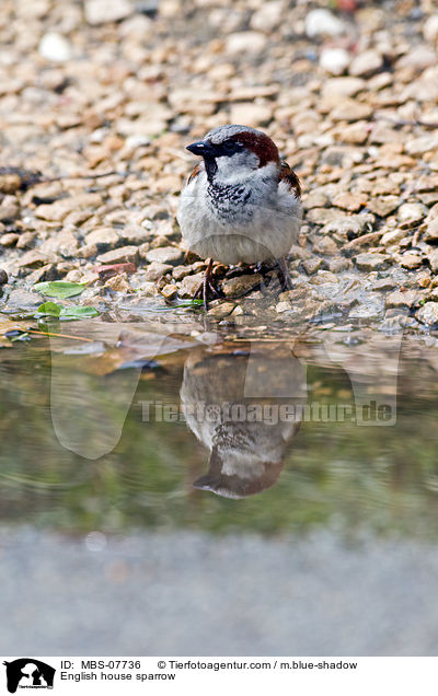 Haussperling / English house sparrow / MBS-07736