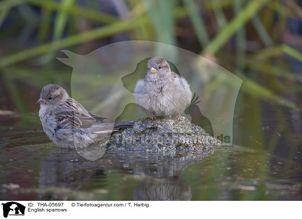 Haussperlinge / English sparrows / THA-05697