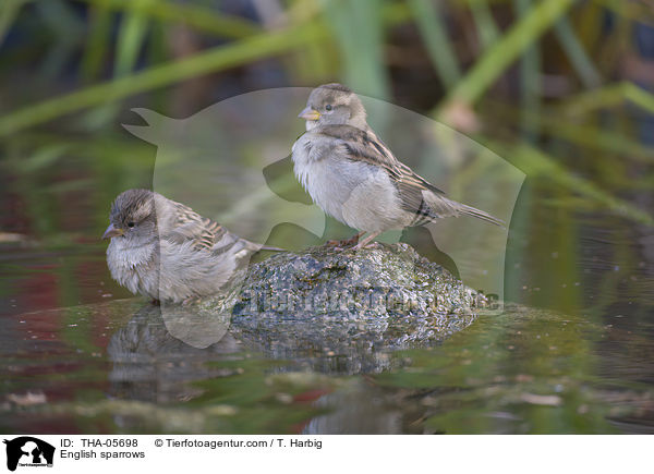 Haussperlinge / English sparrows / THA-05698