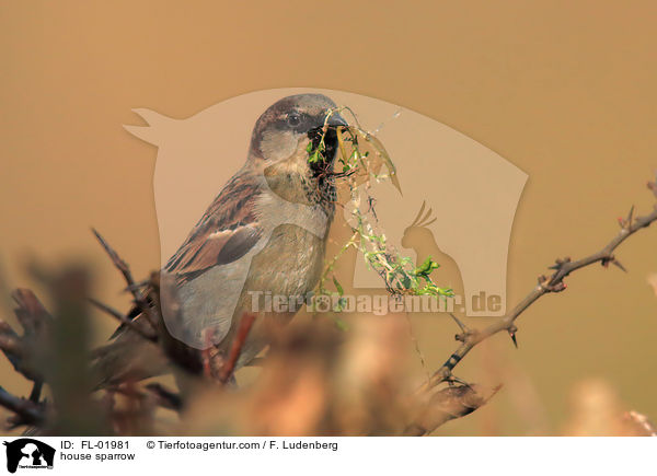 Haussperling / house sparrow / FL-01981
