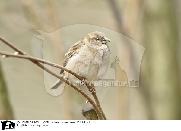 Haussperling / English house sparrow / DMS-08263