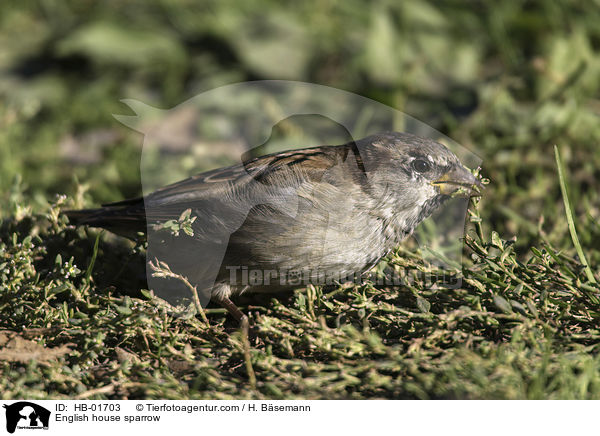 Haussperling / English house sparrow / HB-01703