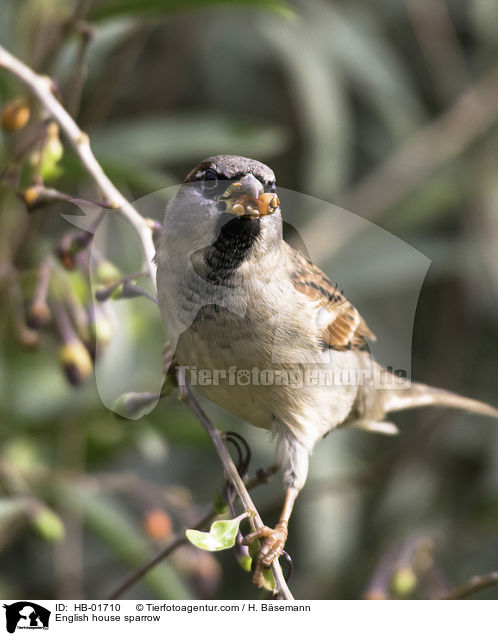 Haussperling / English house sparrow / HB-01710