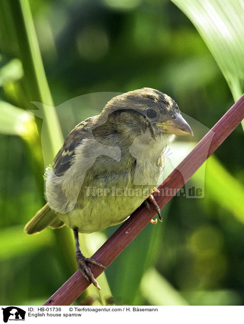 English house sparrow / HB-01736