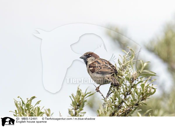 Haussperling / English house sparrow / MBS-12481