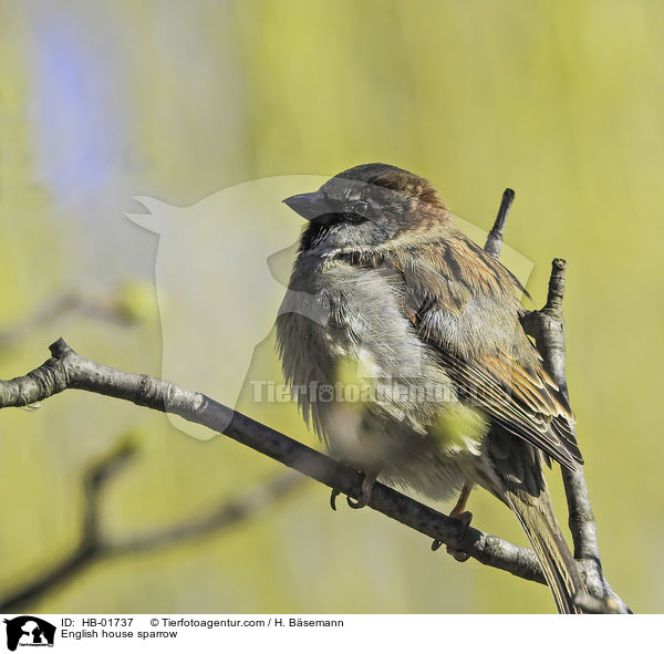 Haussperling / English house sparrow / HB-01737