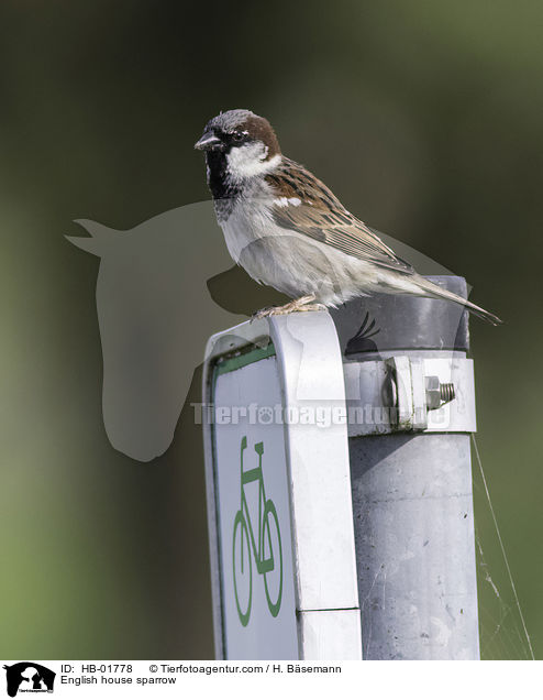 English house sparrow / HB-01778