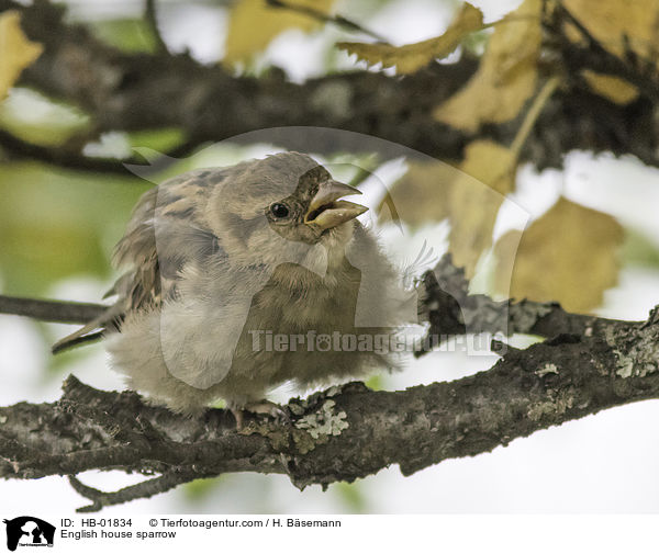 Haussperling / English house sparrow / HB-01834