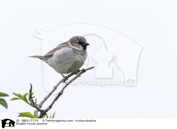 Haussperling / English house sparrow / MBS-17179