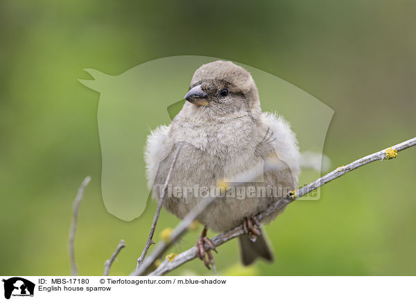 Haussperling / English house sparrow / MBS-17180