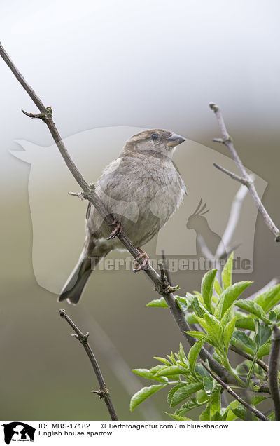 Haussperling / English house sparrow / MBS-17182