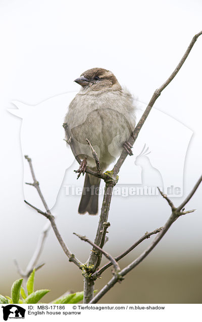 English house sparrow / MBS-17186