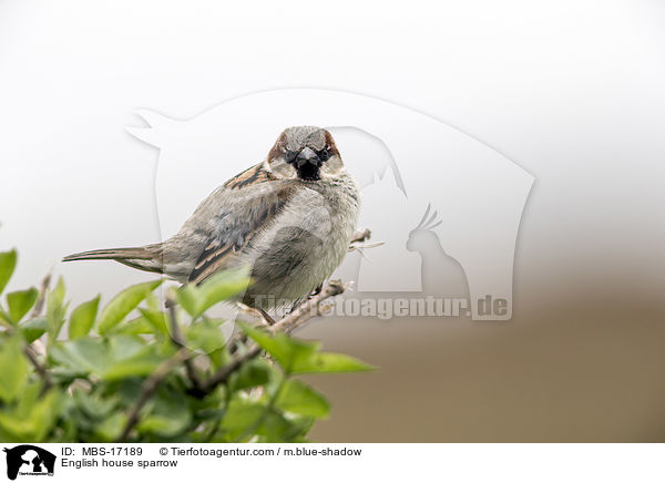 Haussperling / English house sparrow / MBS-17189