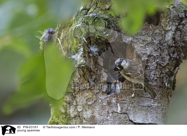 junge Spatzen / young sparrows / PW-03161