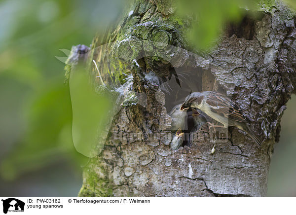 junge Spatzen / young sparrows / PW-03162