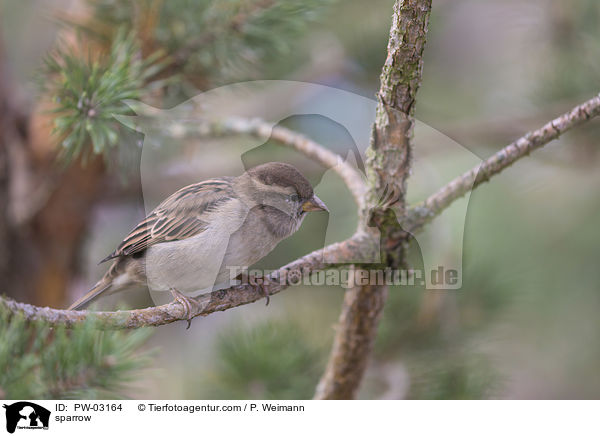 Spatz / sparrow / PW-03164