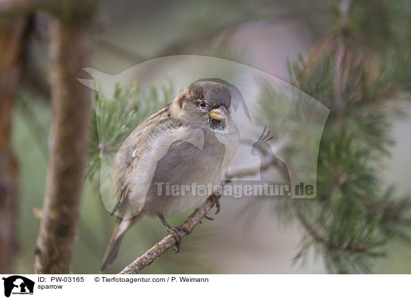 Spatz / sparrow / PW-03165