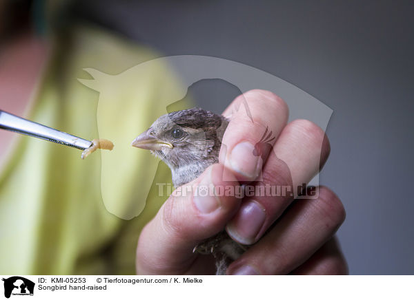 Singvogel bei der Handaufzucht / Songbird hand-raised / KMI-05253