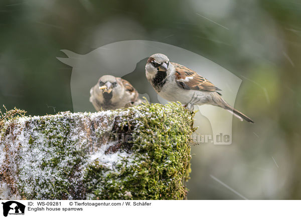 Haussperlinge / English house sparrows / WS-09281