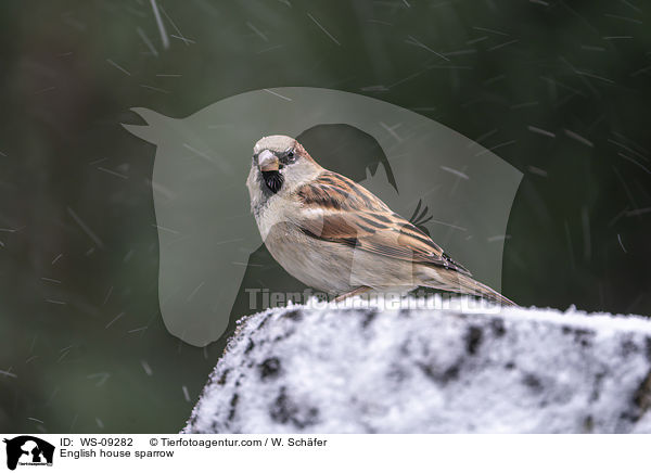 Haussperling / English house sparrow / WS-09282