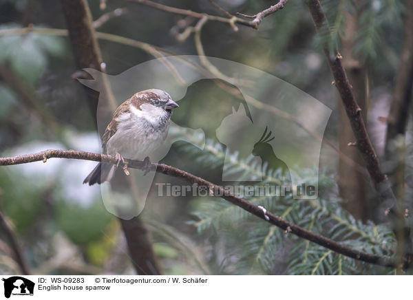 Haussperling / English house sparrow / WS-09283