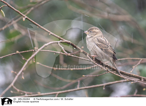 Haussperling / English house sparrow / WS-09284