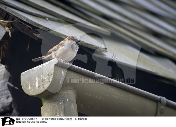 Haussperling / English house sparrow / THA-08517