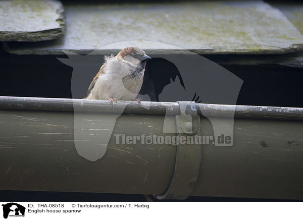 Haussperling / English house sparrow / THA-08518