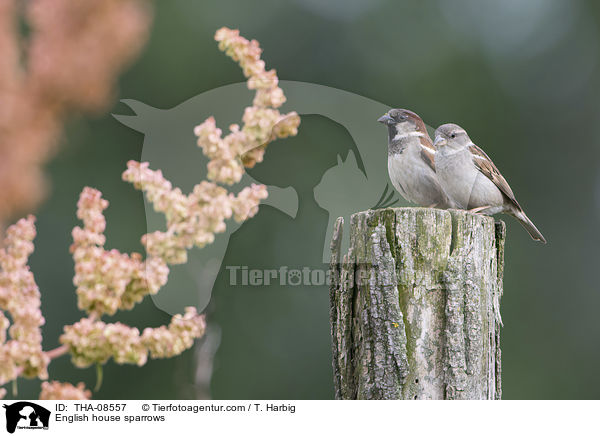 Haussperlinge / English house sparrows / THA-08557