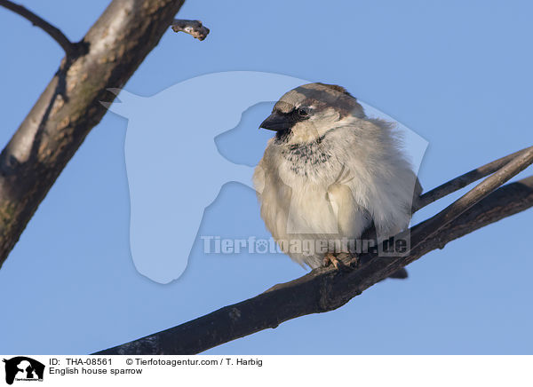 Haussperling / English house sparrow / THA-08561