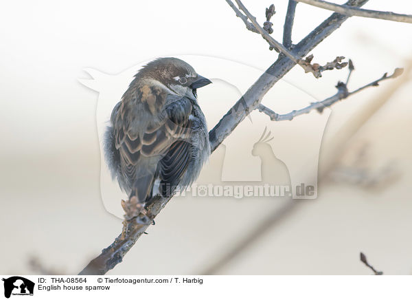 Haussperling / English house sparrow / THA-08564