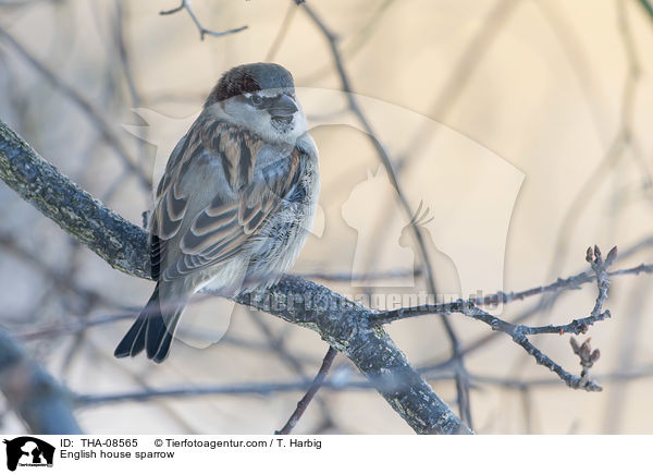 Haussperling / English house sparrow / THA-08565