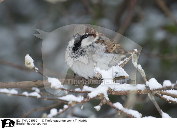 Haussperling / English house sparrow / THA-08566