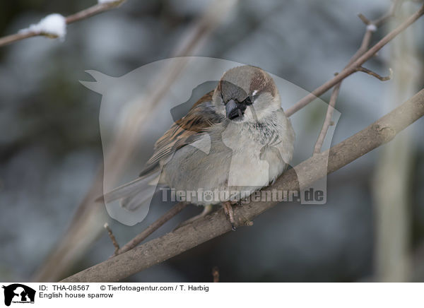 Haussperling / English house sparrow / THA-08567