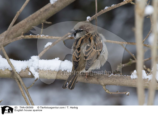 Haussperling / English house sparrow / THA-08569