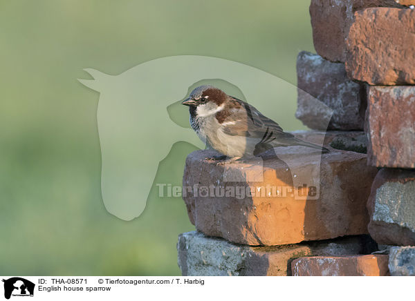 Haussperling / English house sparrow / THA-08571