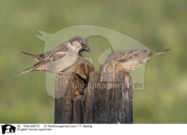 Haussperlinge / English house sparrows / THA-08572