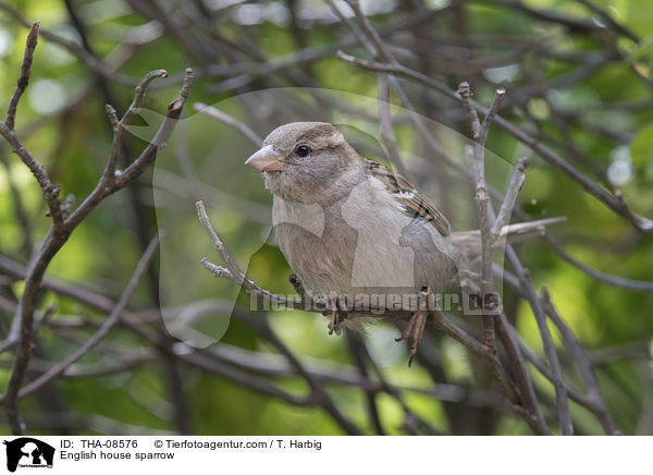 Haussperling / English house sparrow / THA-08576
