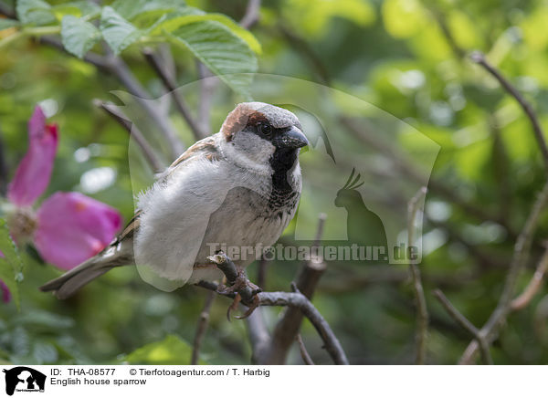 Haussperling / English house sparrow / THA-08577