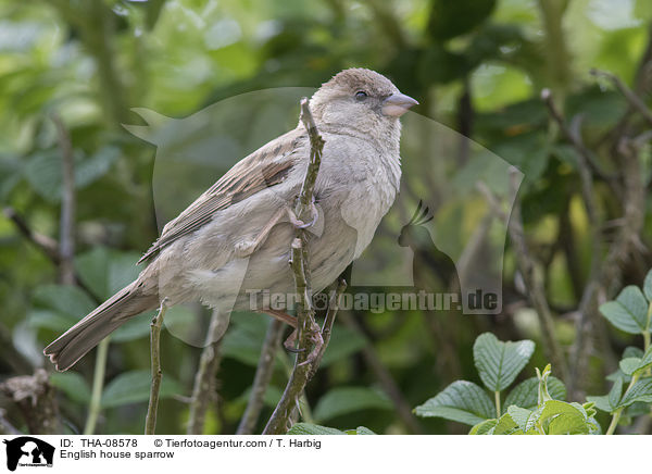 English house sparrow / THA-08578