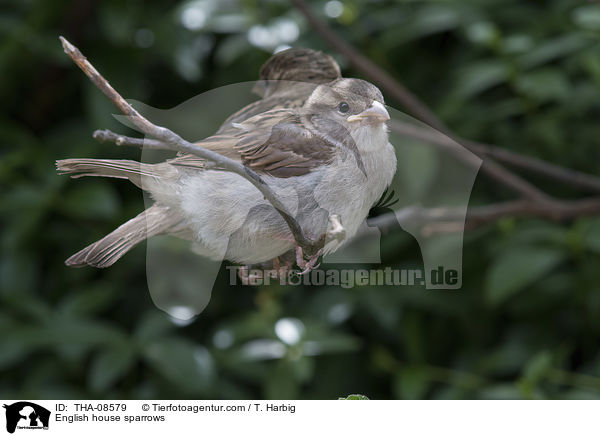 Haussperlinge / English house sparrows / THA-08579