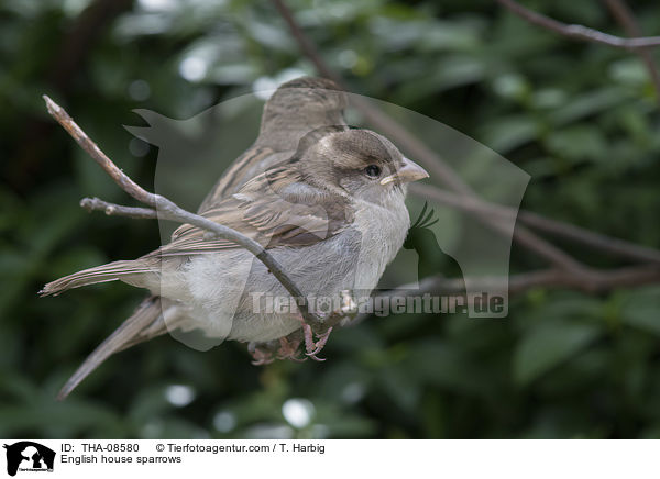 Haussperlinge / English house sparrows / THA-08580