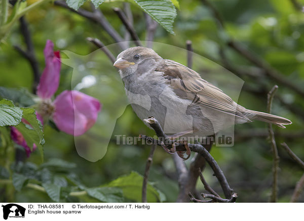 Haussperling / English house sparrow / THA-08581